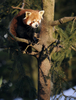 フランス東部アムネビル（Amneville）動物園の動物たち。写真はレッサーパンダ（レッドパンダ、2012年2月2日撮影）。(c)AFP/JEAN-CHRISTOPHE VERHAEGEN