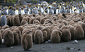 インド洋のクロゼ諸島・ポゼション島のオウサマペンギン（2007年7月1日撮影、資料写真）。(c)MARCEL MOCHET / AFP