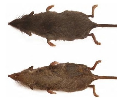 哺乳類の新種2種を発見 中国・黄山