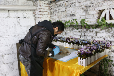 中国で増えるペット葬儀会社 「おくりびと」に必要なものは？