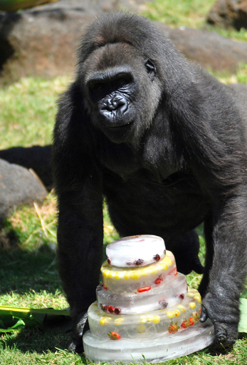 誕生日ケーキにご満悦、15歳のゴリラ　メキシコ