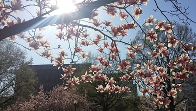 米国の春の訪れ、3週間早く 温暖化影響で