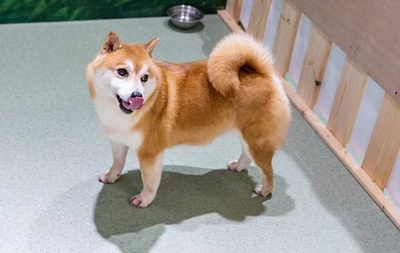 柴犬がイブプロフェン70錠を誤飲 飼い主は救助に10万円 中国湖南