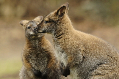 ケシの実食べてハイになったワラビー、輪になって飛び回る 豪