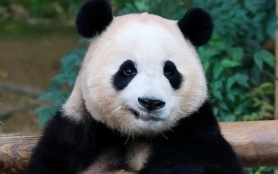 パンダを見に中国へ！ 韓国で中国観光ブームが拡大