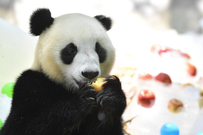 哀愁 ユーモア パンダの背中に何思う 北京動物園 写真6枚 国際ニュース Afpbb News