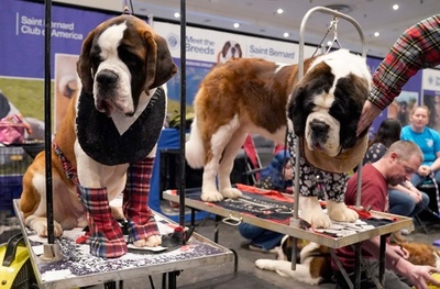 さまざまな犬種大集合！ NYでイベント