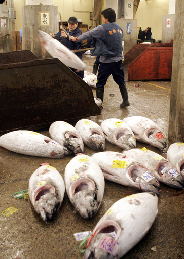 マグロ漁、漁獲枠削減で最大2割減船