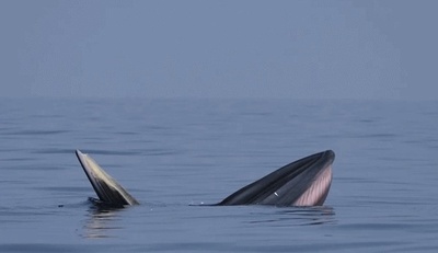 毎年中秋節にクジラが出現 中国広西の潿洲島で「一家だんらん」