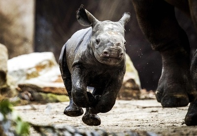 フランスの赤ちゃんパンダも一般公開 生後5か月のユアンメン 写真10枚 国際ニュース Afpbb News