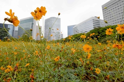 都心でキバナコスモスが見頃、東京
