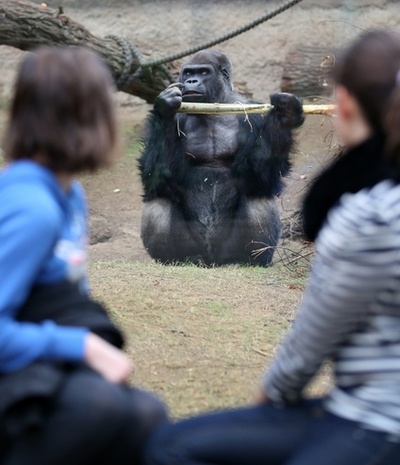 ゴリラ脱走訓練中に飼育係が麻酔銃を撃たれる、スペイン