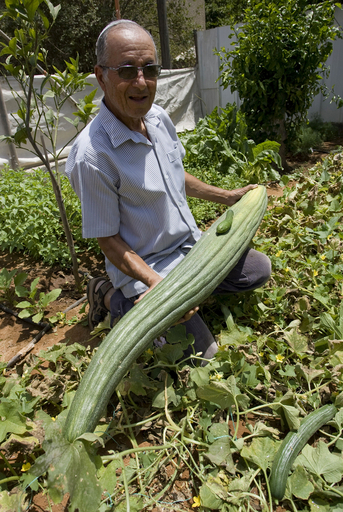 ギネスも夢じゃない？全長1メートルのお化けキュウリ