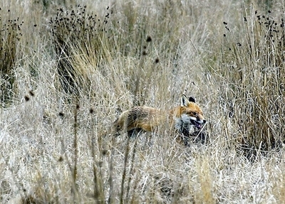 キツネにかまれた女性、そのまま1.6キロ走る？！ 米