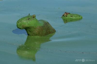 川の水が真っ赤に染まり緑に変色 アオコでカピバラも緑に アルゼンチン
