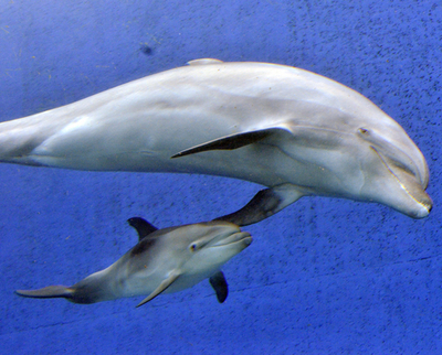 人気者はイルカの母子にジンベイザメの八兵衛、八景島シーパラダイス