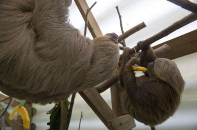 ナマケモノの保護施設、南米コロンビア