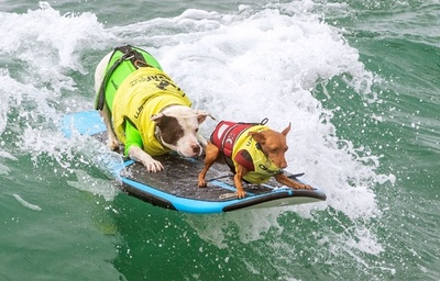波乗りワンちゃん大集合！ 米カリフォルニアで犬のサーフィン大会