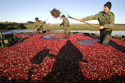 真っ赤に色づいたクランベリー、ベラルーシで収穫始まる