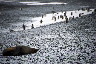 鳥インフルでアザラシ・アシカ500頭超死ぬ ブラジル