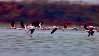 江蘇省東台条子泥湿地：帰郷を始めるフラミンゴ