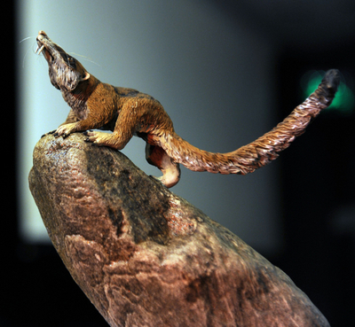 新発見の化石、リス似の白亜紀哺乳類 アルゼンチン