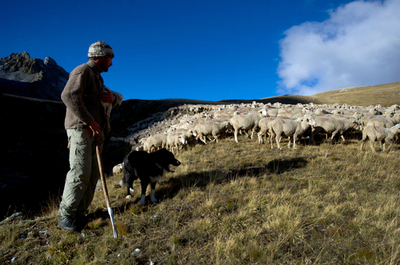 ヒツジの群れがスポーツ店に押し寄せる、オーストリア