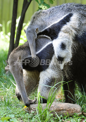 ママおんぶ 甘えるオオアリクイの子ども 米動物園 写真10枚 ファッション ニュースならmode Press Powered By Afpbb News