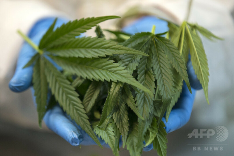 イスラエル、大麻個人使用の処罰を一部緩和