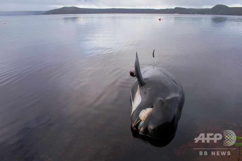 豪に打ち上げられた大量のクジラ、やむなく安楽死処分も