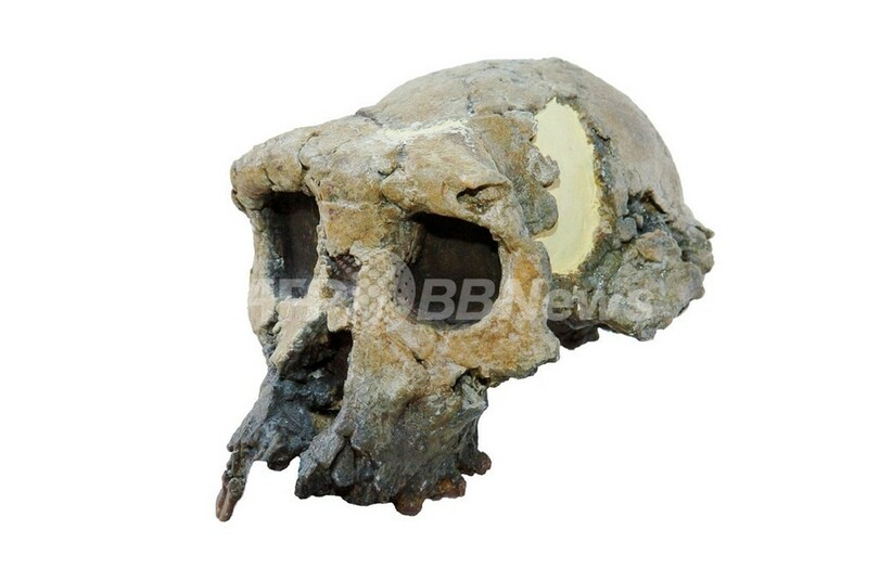 最古のヒト、700万年前に生存か