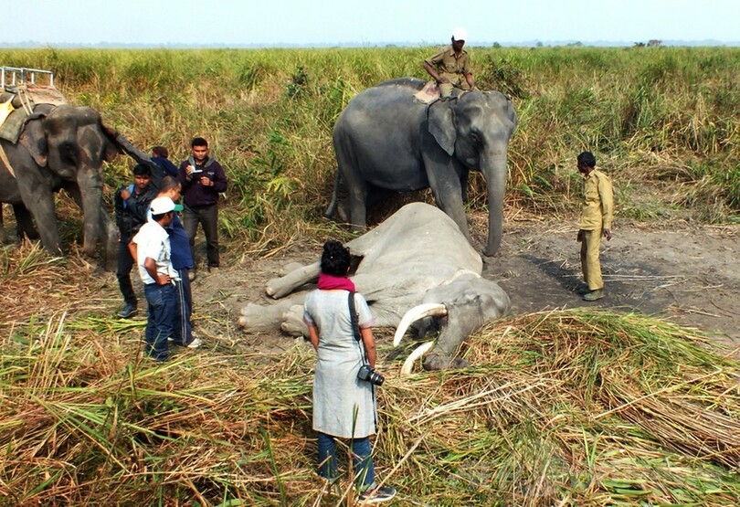 73歳ゾウの死に仲間も涙 インド国立公園 写真2枚 国際ニュース Afpbb News