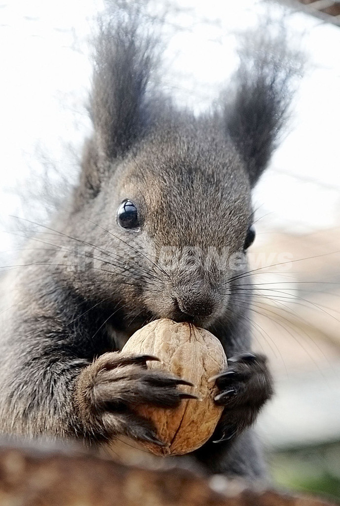 ごちそういただき、ドイツのリス 写真2枚 国際ニュース：AFPBB News