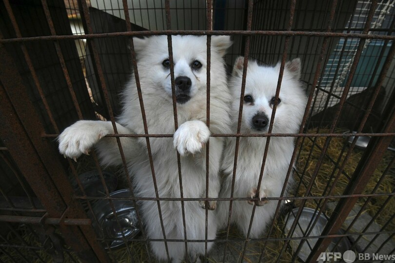 動物虐待に最大で禁錮10年 ギリシャ議会が法案可決 写真1枚 国際ニュース Afpbb News