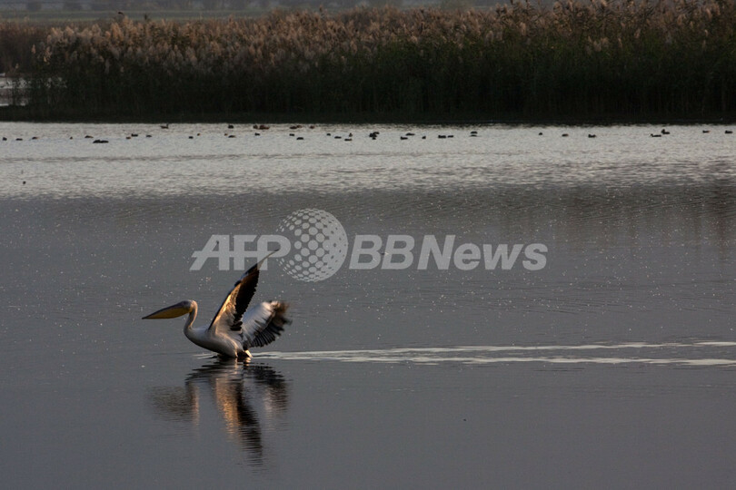 ヨルダン渓谷を飛ぶ渡り鳥