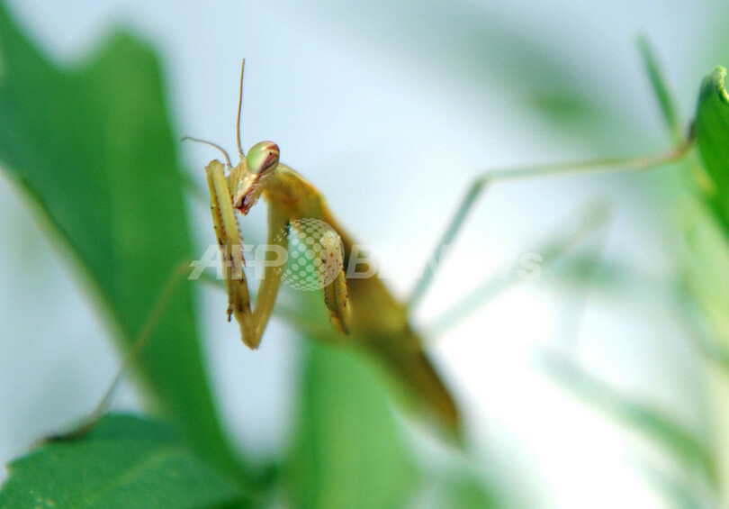 カマキリ 共食いする捕食昆虫 写真5枚 国際ニュース Afpbb News