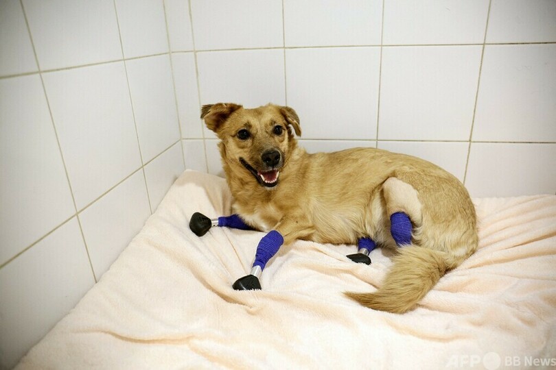  足4本切断された保護犬に義足、費用はクラウドファンディング ロシア