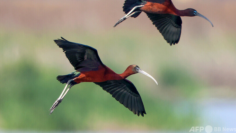 写真特集 すぐそこに春 野鳥が告げる季節の移ろい 写真22枚 国際ニュース Afpbb News