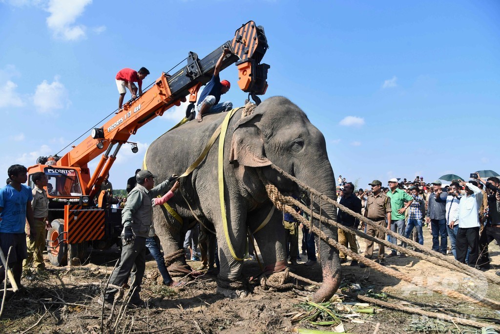 ビンラディンと恐れられたインドの殺人ゾウ 飼育下に置かれた後に死ぬ 写真2枚 国際ニュース Afpbb News