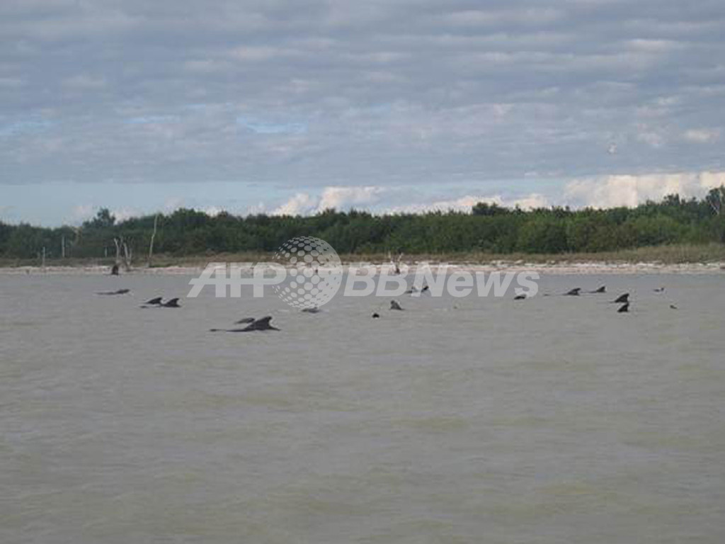 ゴンドウクジラ数十頭が座礁、一部は安楽死 米フロリダ州 ゴンドウクジラ数十頭が座礁、一部は安楽死 米フロリダ州