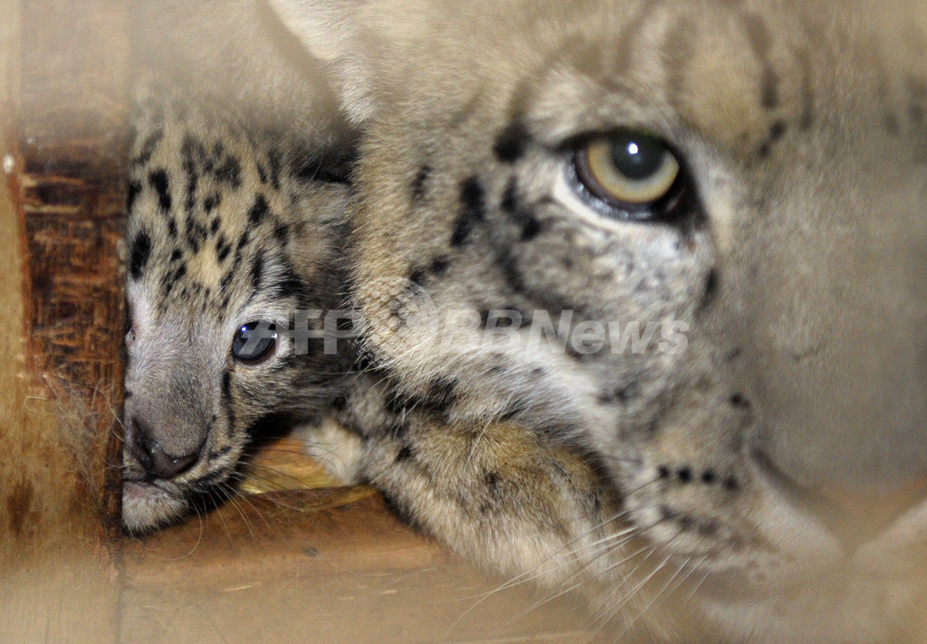 仏動物園でかわいい赤ちゃん 相次いで誕生 写真7枚 国際ニュース Afpbb News