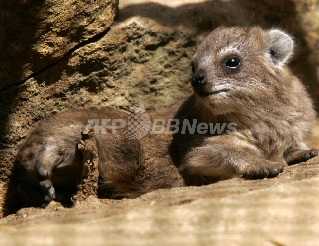 広くて暖かい Bmwのエンジンルームに小動物が巣を作り騒動に 写真1枚 国際ニュース Afpbb News