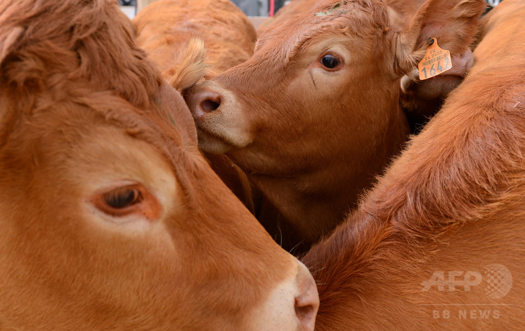 食肉用の雌牛が逃亡、助命の呼び掛けに660万円集まる オランダ 食肉用の雌牛が逃亡、助命の呼び掛けに660万円集まる オランダ