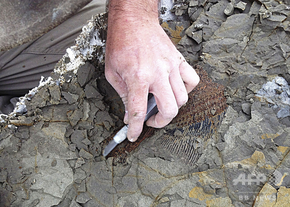 恐竜たちの姿が想像できるほどの化石群~ベルクリーク累層~ 武道と神社と子育てと