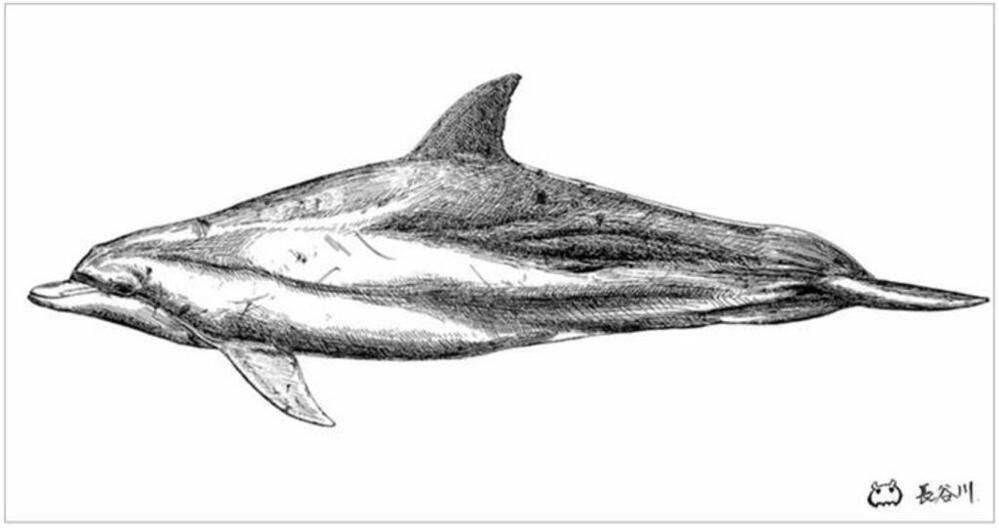 近畿大学農学部水産学科 海棲哺乳類研究室が保育園等を訪問 園児らとイルカ研究を題材にしたレクリエーションを実施 写真1枚 国際ニュース：AFPBB News