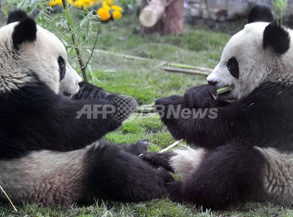 中国の17歳パンダが出産 人間なら60歳の高齢 写真1枚 国際ニュース Afpbb News