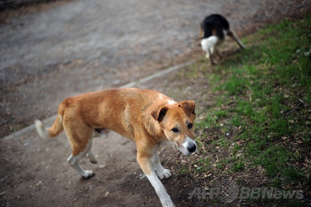 中国 犬泥棒 ペット コレクション 野良犬