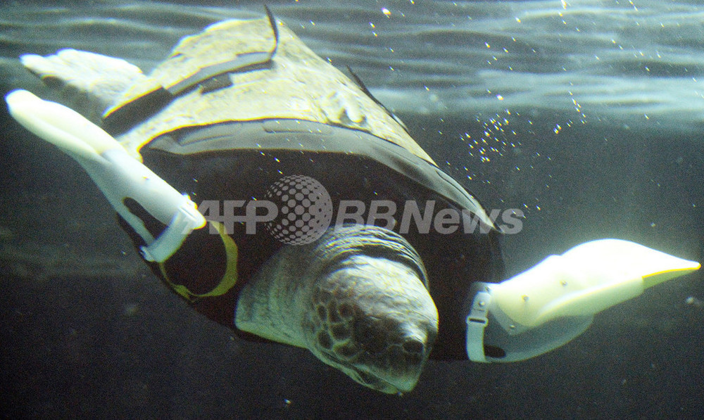 両前肢失ったウミガメ、人工ヒレで試験遊泳 27回目の試み 写真13枚