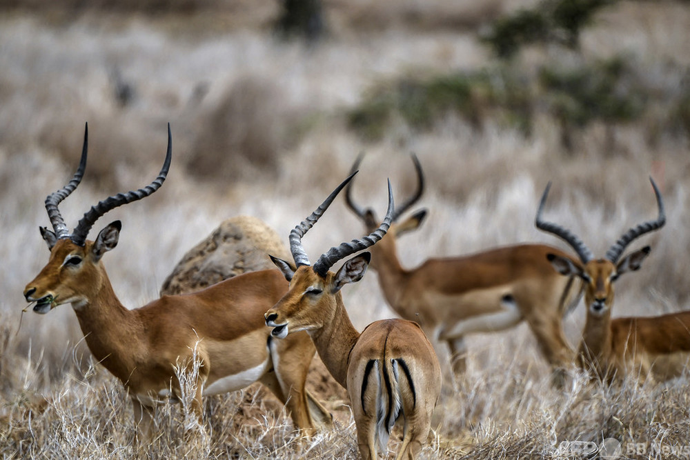 ケニアの野生動物版「国勢調査」 密猟取り締まり奏功を裏付け
