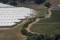 米カリフォルニア州カーピンテリアで、ブドウ園（右）の横につくられた大麻栽培温室（2019年8月6日撮影）。(c)DAVID MCNEW / AFP